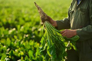 Long-Term study explores fiber’s metabolic impact